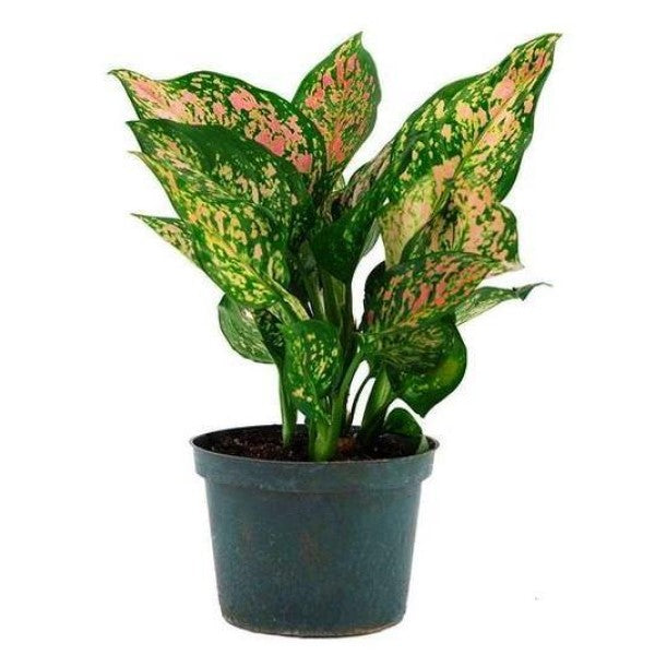 Aglaonema Sp , Wishes - www.Greenie.ae Buy online Best and Healthy Plants and quality products guarantee in Dubai Plants Shop in Dubai Abu Dhabi all over UAE Plants near me Fresh Plants in Dubai where to buy plants in UAE - Greenie.ae