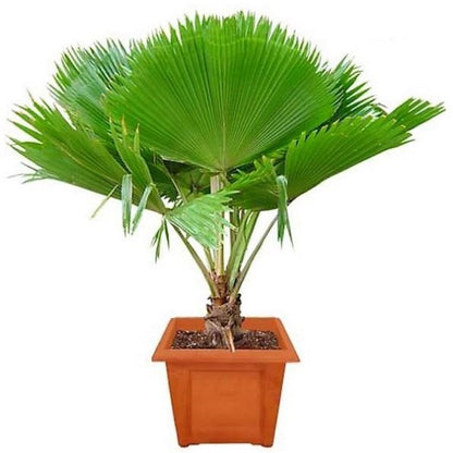 Fiji Fan Palm, Pritchardia Pacifica - www.Greenie.ae Buy online Best and Healthy Plants and quality products guarantee in Dubai Plants Shop in Dubai Abu Dhabi all over UAE Plants near me Fresh Plants in Dubai where to buy plants in UAE - Greenie.ae