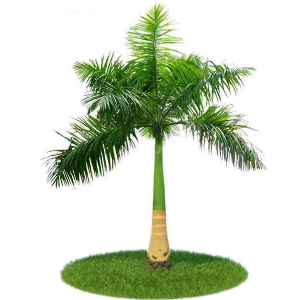 Royal Palm, Roystonia Regia - www.Greenie.ae Buy online Best and Healthy Plants and quality products guarantee in Dubai Plants Shop in Dubai Abu Dhabi all over UAE Plants near me Fresh Plants in Dubai where to buy plants in UAE - Greenie.ae