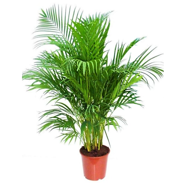 Areca Palm , Chrysalidocarpus lutescens (Outdoor) - www.Greenie.ae Buy online Best and Healthy Plants and quality products guarantee in Dubai Plants Shop in Dubai Abu Dhabi all over UAE Plants near me Fresh Plants in Dubai where to buy plants in UAE - Greenie.ae