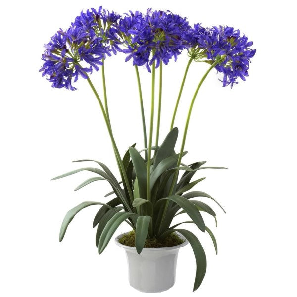 Agapanthus African, African Lily