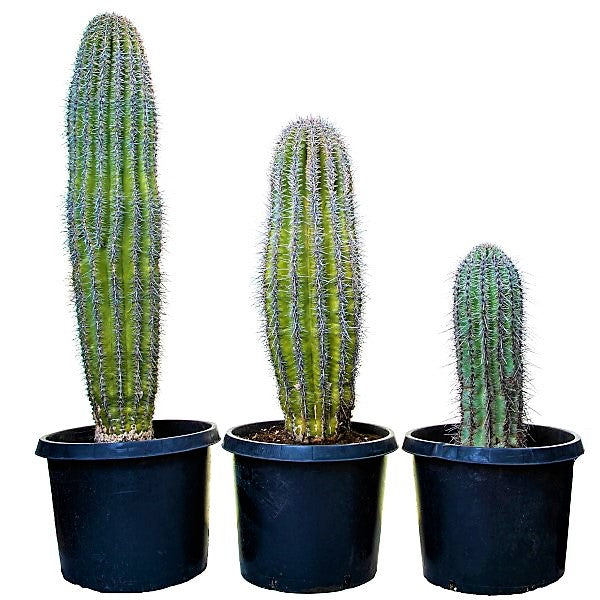 Saguaro Cactus - www.Greenie.ae Buy online Best and Healthy Plants and quality products guarantee in Dubai Plants Shop in Dubai Abu Dhabi all over UAE Plants near me Fresh Plants in Dubai where to buy plants in UAE - Greenie.ae