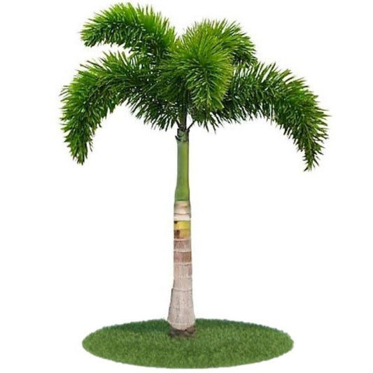 Foxtail Palm, Wodyetia Bifurcata - www.Greenie.ae Buy online Best and Healthy Plants and quality products guarantee in Dubai Plants Shop in Dubai Abu Dhabi all over UAE Plants near me Fresh Plants in Dubai where to buy plants in UAE - Greenie.ae