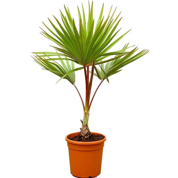 Red Latan Palm, Latania Lontaroides - www.Greenie.ae Buy online Best and Healthy Plants and quality products guarantee in Dubai Plants Shop in Dubai Abu Dhabi all over UAE Plants near me Fresh Plants in Dubai where to buy plants in UAE - Greenie.ae