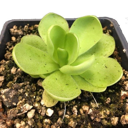 Butterworts , Sarracenia pinguicula - www.Greenie.ae Buy online Best and Healthy Plants and quality products guarantee in Dubai Plants Shop in Dubai Abu Dhabi all over UAE Plants near me Fresh Plants in Dubai where to buy plants in UAE - Greenie.ae