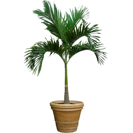 Manila Palm, Veitchia Merrillii - www.Greenie.ae Buy online Best and Healthy Plants and quality products guarantee in Dubai Plants Shop in Dubai Abu Dhabi all over UAE Plants near me Fresh Plants in Dubai where to buy plants in UAE - Greenie.ae