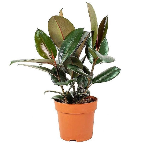 Ficus elastic Abidjan, Rubber Plant