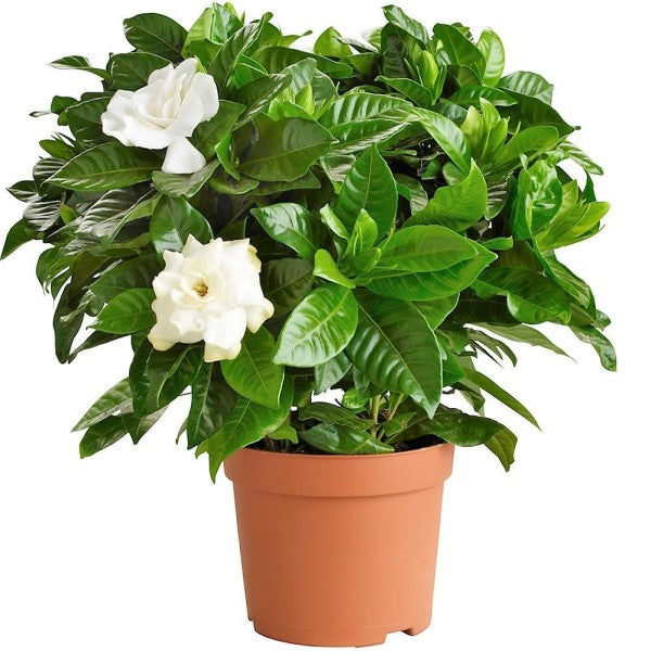 Cape Jasmine, Gardenia Jasminoides, indoor