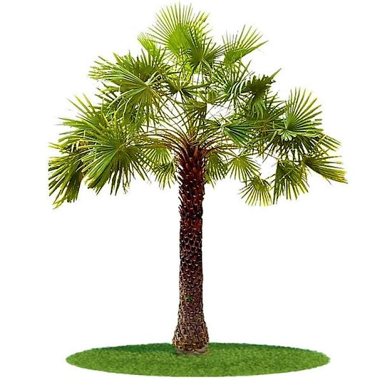 Wax Palm, Copernicia Prunifera - www.Greenie.ae Buy online Best and Healthy Plants and quality products guarantee in Dubai Plants Shop in Dubai Abu Dhabi all over UAE Plants near me Fresh Plants in Dubai where to buy plants in UAE - Greenie.ae