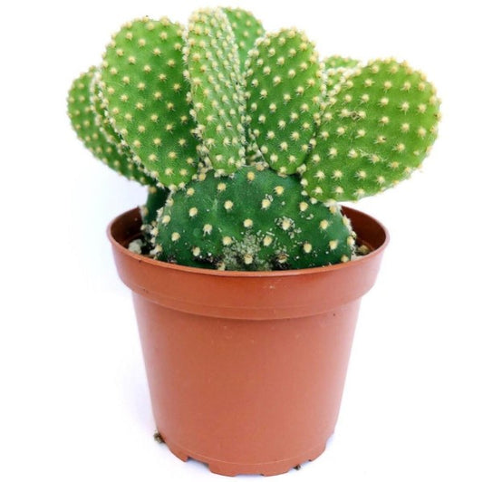 Bunny Ears, Cactus Opuntia Albata - www.Greenie.ae Buy online Best and Healthy Plants and quality products guarantee in Dubai Plants Shop in Dubai Abu Dhabi all over UAE Plants near me Fresh Plants in Dubai where to buy plants in UAE - Greenie.ae