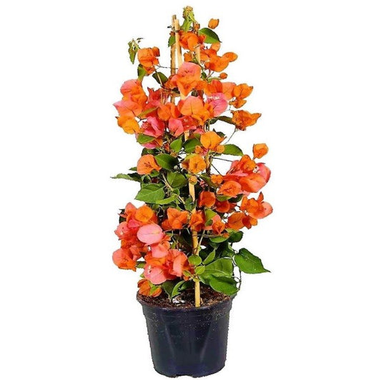 Bougainvillea Spectabilis Orange - www.Greenie.ae Buy online Best and Healthy Plants and quality products guarantee in Dubai Plants Shop in Dubai Abu Dhabi all over UAE Plants near me Fresh Plants in Dubai where to buy plants in UAE - Greenie.ae