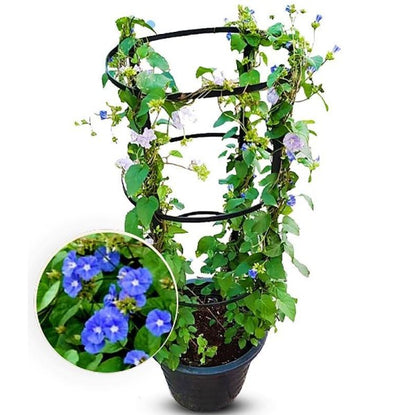 Jacquemontia Pentantha, Sky Blue Cluster Vine - www.Greenie.ae Buy online Best and Healthy Plants and quality products guarantee in Dubai Plants Shop in Dubai Abu Dhabi all over UAE Plants near me Fresh Plants in Dubai where to buy plants in UAE - Greenie.ae