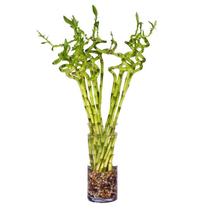 Lucky Bamboo Sticks, Dracaena Sanderiana