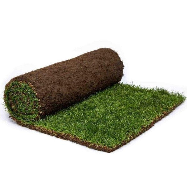 Natural Carpet Grass, Paspalium vaginatum - www.Greenie.ae Buy online Best and Healthy Plants and quality products guarantee in Dubai Plants Shop in Dubai Abu Dhabi all over UAE Plants near me Fresh Plants in Dubai where to buy plants in UAE - Greenie.ae