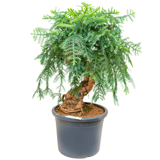 Araucaria Bonsai Decor - www.Greenie.ae Buy online Best and Healthy Plants and quality products guarantee in Dubai Plants Shop in Dubai Abu Dhabi all over UAE Plants near me Fresh Plants in Dubai where to buy plants in UAE - Greenie.ae