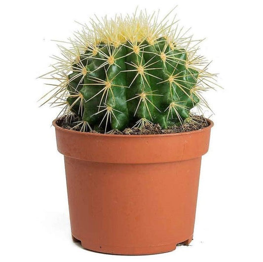 Ball Cactus, Barrel - www.Greenie.ae Buy online Best and Healthy Plants and quality products guarantee in Dubai Plants Shop in Dubai Abu Dhabi all over UAE Plants near me Fresh Plants in Dubai where to buy plants in UAE - Greenie.ae