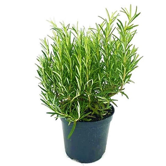 Rosmarinus Officialis, Rosemary Herb Indoor - www.Greenie.ae Buy online Best and Healthy Plants and quality products guarantee in Dubai Plants Shop in Dubai Abu Dhabi all over UAE Plants near me Fresh Plants in Dubai where to buy plants in UAE - Greenie.ae