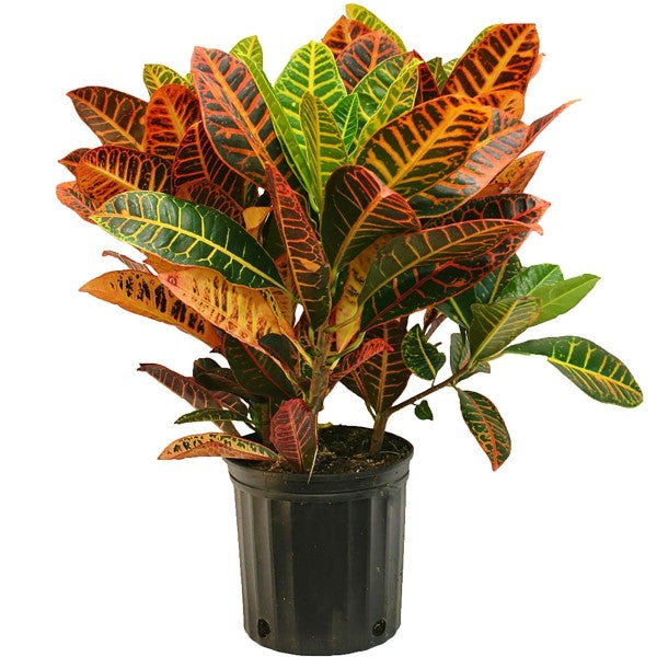 Codiaeum Variegatum , Croton (Indoor) - www.Greenie.ae Buy online Best and Healthy Plants and quality products guarantee in Dubai Plants Shop in Dubai Abu Dhabi all over UAE Plants near me Fresh Plants in Dubai where to buy plants in UAE - Greenie.ae