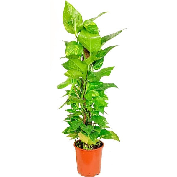 Money Plant, Epipremnum Aureum - www.Greenie.ae Buy online Best and Healthy Plants and quality products guarantee in Dubai Plants Shop in Dubai Abu Dhabi all over UAE Plants near me Fresh Plants in Dubai where to buy plants in UAE - Greenie.ae