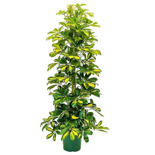 Schefflera Arboricola, Gold Capella, Dwarf Umbrella Tree - www.Greenie.ae Buy online Best and Healthy Plants and quality products guarantee in Dubai Plants Shop in Dubai Abu Dhabi all over UAE Plants near me Fresh Plants in Dubai where to buy plants in UAE - Greenie.ae