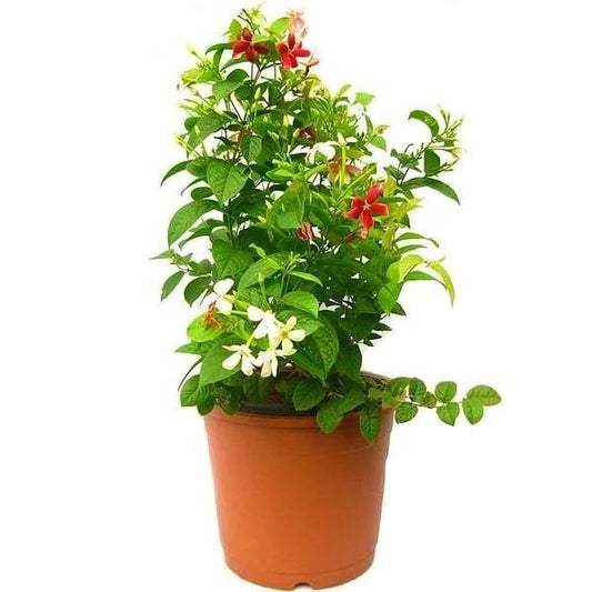 Rangoon Creeper , Quisqualis Indica, Red Jasmine - www.Greenie.ae Buy online Best and Healthy Plants and quality products guarantee in Dubai Plants Shop in Dubai Abu Dhabi all over UAE Plants near me Fresh Plants in Dubai where to buy plants in UAE - Greenie.ae