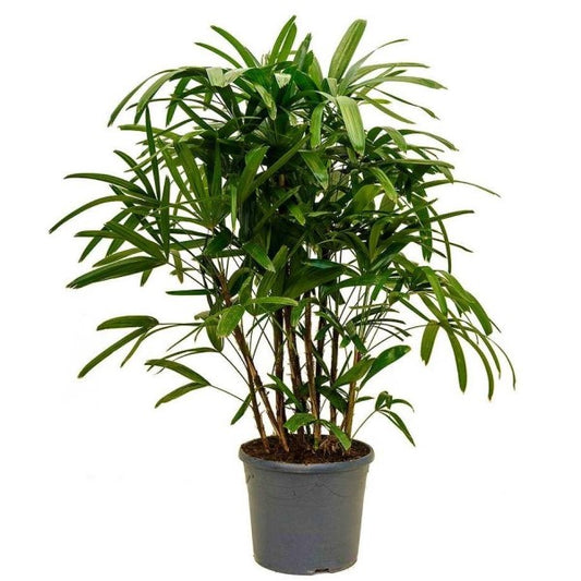 Lady Palm, Rhapis Excelsa, Miniature Fan Palm - www.Greenie.ae Buy online Best and Healthy Plants and quality products guarantee in Dubai Plants Shop in Dubai Abu Dhabi all over UAE Plants near me Fresh Plants in Dubai where to buy plants in UAE - Greenie.ae