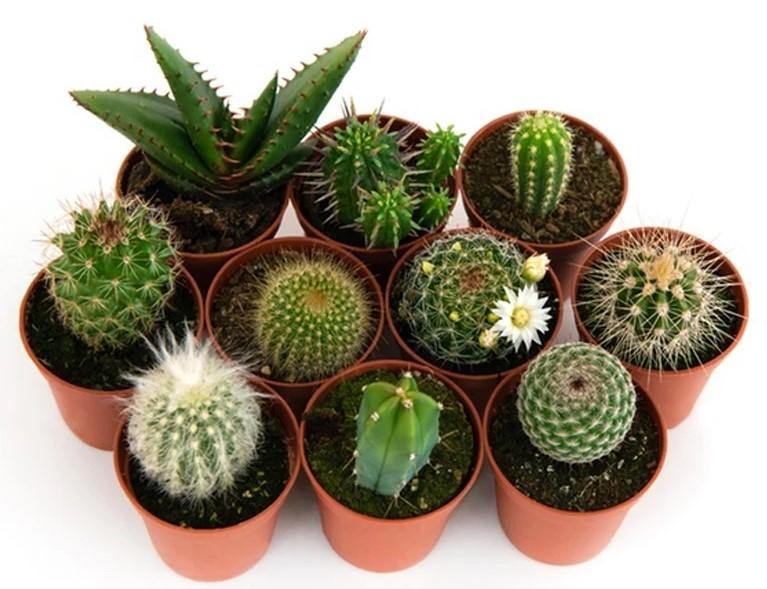 Ornamental Cactus Mix Outdoor - www.Greenie.ae Buy online Best and Healthy Plants and quality products guarantee in Dubai Plants Shop in Dubai Abu Dhabi all over UAE Plants near me Fresh Plants in Dubai where to buy plants in UAE - Greenie.ae