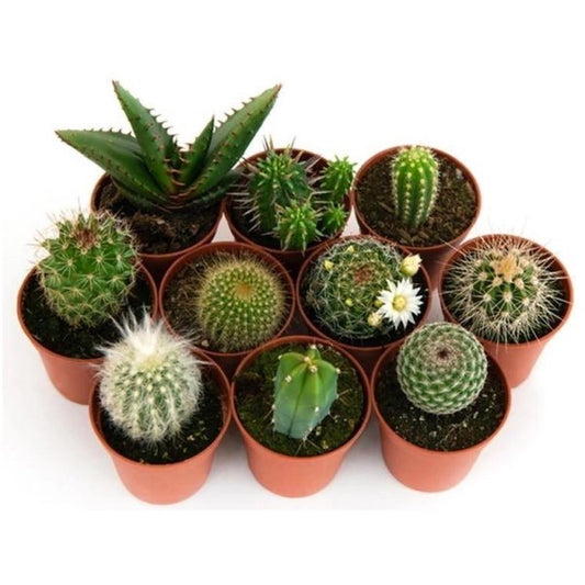 Cactus Mix - www.Greenie.ae Buy online Best and Healthy Plants and quality products guarantee in Dubai Plants Shop in Dubai Abu Dhabi all over UAE Plants near me Fresh Plants in Dubai where to buy plants in UAE - Greenie.ae