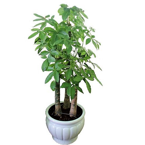 Pachira Aquatica, Money Tree - www.Greenie.ae Buy online Best and Healthy Plants and quality products guarantee in Dubai Plants Shop in Dubai Abu Dhabi all over UAE Plants near me Fresh Plants in Dubai where to buy plants in UAE - Greenie.ae