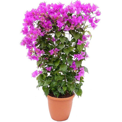 Bougainvillea Alexandra , Purple Paper Flower - www.Greenie.ae Buy online Best and Healthy Plants and quality products guarantee in Dubai Plants Shop in Dubai Abu Dhabi all over UAE Plants near me Fresh Plants in Dubai where to buy plants in UAE - Greenie.ae