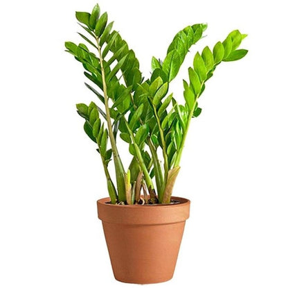 ZZ Plant, Zamioculcas Zamiifolia, Zanzibar Gem - www.Greenie.ae Buy online Best and Healthy Plants and quality products guarantee in Dubai Plants Shop in Dubai Abu Dhabi all over UAE Plants near me Fresh Plants in Dubai where to buy plants in UAE - Greenie.ae