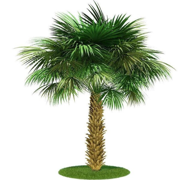 Sabal Palm, Sabal palmetto, Cabbage Palmetto, Carolina Palmetto - www.Greenie.ae Buy online Best and Healthy Plants and quality products guarantee in Dubai Plants Shop in Dubai Abu Dhabi all over UAE Plants near me Fresh Plants in Dubai where to buy plants in UAE - Greenie.ae