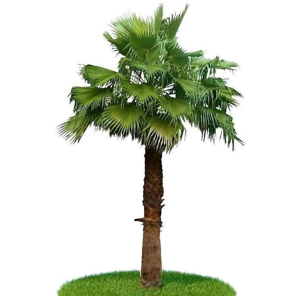 Mexican Fan Palm, Washingtonia Robusta - www.Greenie.ae Buy online Best and Healthy Plants and quality products guarantee in Dubai Plants Shop in Dubai Abu Dhabi all over UAE Plants near me Fresh Plants in Dubai where to buy plants in UAE - Greenie.ae