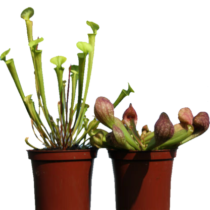 American Pitchers , Sarracenia - www.Greenie.ae Buy online Best and Healthy Plants and quality products guarantee in Dubai Plants Shop in Dubai Abu Dhabi all over UAE Plants near me Fresh Plants in Dubai where to buy plants in UAE - Greenie.ae