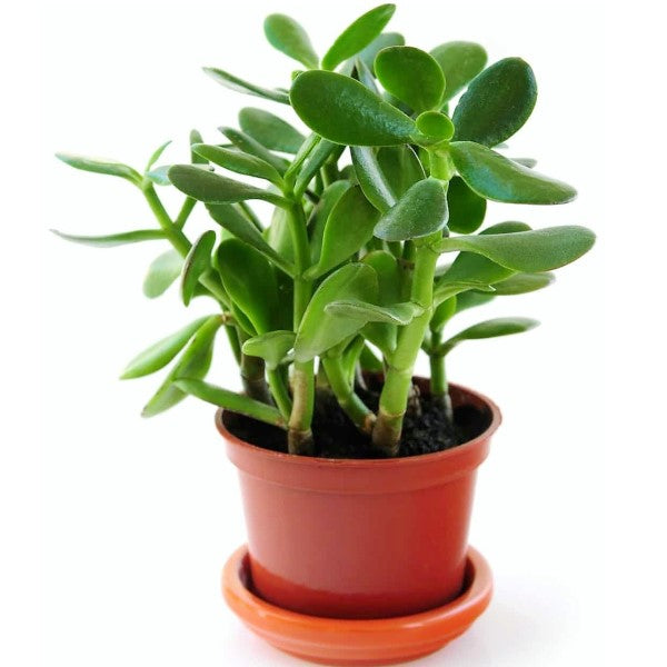 Money Tree, Crassula ovata, Dollar Plant, Jade Plant, Jade Tree - www.Greenie.ae Buy online Best and Healthy Plants and quality products guarantee in Dubai Plants Shop in Dubai Abu Dhabi all over UAE Plants near me Fresh Plants in Dubai where to buy plants in UAE - Greenie.ae