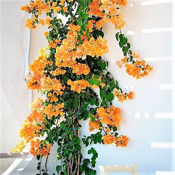 Bougainvillea Gold - www.Greenie.ae Buy online Best and Healthy Plants and quality products guarantee in Dubai Plants Shop in Dubai Abu Dhabi all over UAE Plants near me Fresh Plants in Dubai where to buy plants in UAE - Greenie.ae