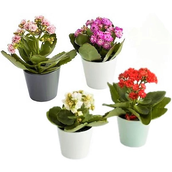 Flaming Katy, Kalanchoe blossfeldiana, indoor - www.Greenie.ae Buy online Best and Healthy Plants and quality products guarantee in Dubai Plants Shop in Dubai Abu Dhabi all over UAE Plants near me Fresh Plants in Dubai where to buy plants in UAE - Greenie.ae