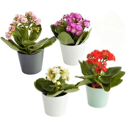 Flaming Katy, Kalanchoe blossfeldiana, indoor - www.Greenie.ae Buy online Best and Healthy Plants and quality products guarantee in Dubai Plants Shop in Dubai Abu Dhabi all over UAE Plants near me Fresh Plants in Dubai where to buy plants in UAE - Greenie.ae