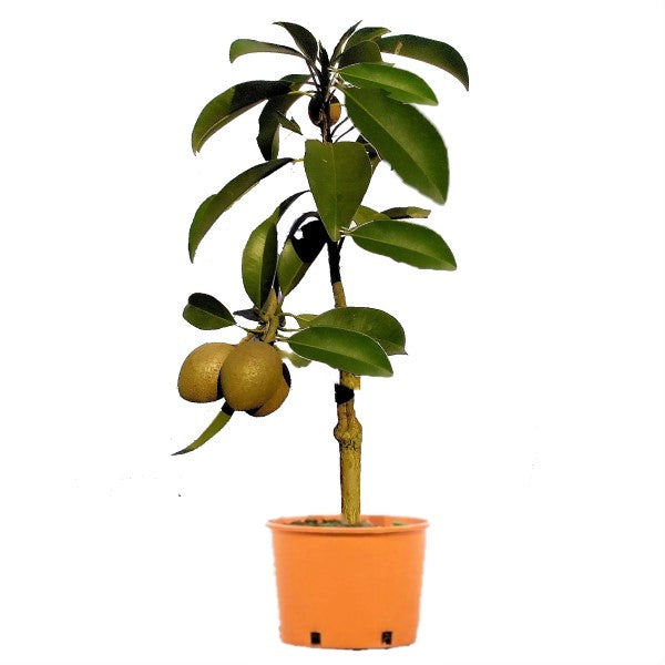 Chicko Tree, Manilkara Zapota - www.Greenie.ae Buy online Best and Healthy Plants and quality products guarantee in Dubai Plants Shop in Dubai Abu Dhabi all over UAE Plants near me Fresh Plants in Dubai where to buy plants in UAE - Greenie.ae