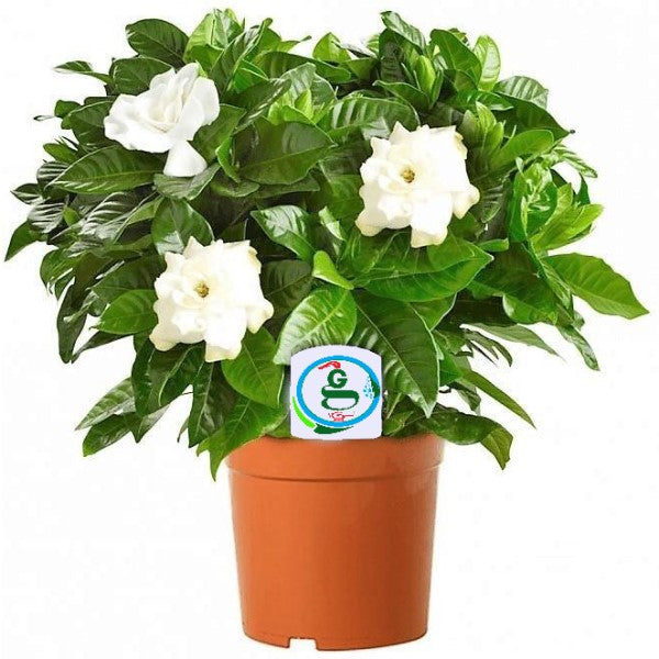 Cape Jasmine, Gardenia Jasminoides, indoor