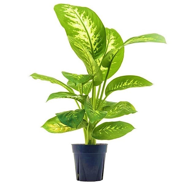 Dieffenbachia Seguine, Tropic Snow - www.Greenie.ae Buy online Best and Healthy Plants and quality products guarantee in Dubai Plants Shop in Dubai Abu Dhabi all over UAE Plants near me Fresh Plants in Dubai where to buy plants in UAE - Greenie.ae