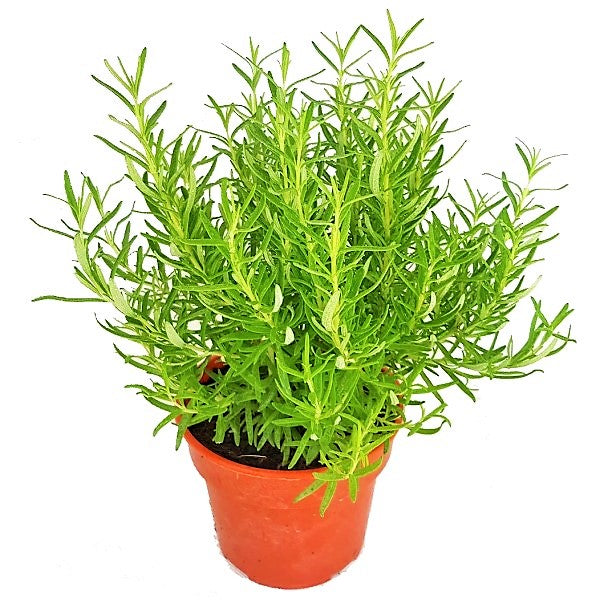 Rosmarinus Officialis, Rosemary Herb Outdoor - www.Greenie.ae Buy online Best and Healthy Plants and quality products guarantee in Dubai Plants Shop in Dubai Abu Dhabi all over UAE Plants near me Fresh Plants in Dubai where to buy plants in UAE - Greenie.ae