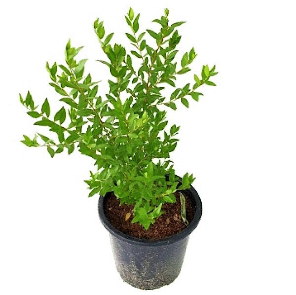 ‎Myrtle, Myrtus Communis - www.Greenie.ae Buy online Best and Healthy Plants and quality products guarantee in Dubai Plants Shop in Dubai Abu Dhabi all over UAE Plants near me Fresh Plants in Dubai where to buy plants in UAE - Greenie.ae