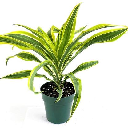 Dracaena Deremensis, Warneckii small - www.Greenie.ae Buy online Best and Healthy Plants and quality products guarantee in Dubai Plants Shop in Dubai Abu Dhabi all over UAE Plants near me Fresh Plants in Dubai where to buy plants in UAE - Greenie.ae