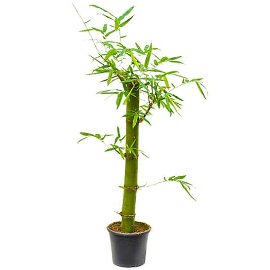 Bambusa vulgaris, Common Bamboo - www.Greenie.ae Buy online Best and Healthy Plants and quality products guarantee in Dubai Plants Shop in Dubai Abu Dhabi all over UAE Plants near me Fresh Plants in Dubai where to buy plants in UAE - Greenie.ae