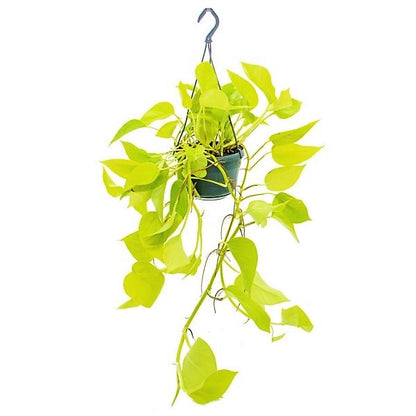 Scindapsus Golden, Golden Money Plant - www.Greenie.ae Buy online Best and Healthy Plants and quality products guarantee in Dubai Plants Shop in Dubai Abu Dhabi all over UAE Plants near me Fresh Plants in Dubai where to buy plants in UAE - Greenie.ae