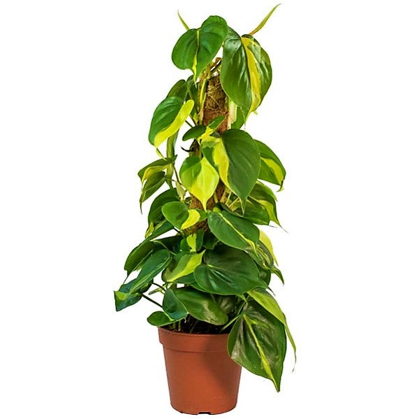 Scindapsus Brasil - www.Greenie.ae Buy online Best and Healthy Plants and quality products guarantee in Dubai Plants Shop in Dubai Abu Dhabi all over UAE Plants near me Fresh Plants in Dubai where to buy plants in UAE - Greenie.ae