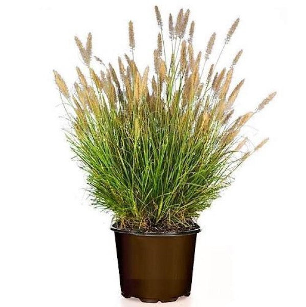 Pennisetum alopecuroides, Chinese fountain grass - www.Greenie.ae Buy online Best and Healthy Plants and quality products guarantee in Dubai Plants Shop in Dubai Abu Dhabi all over UAE Plants near me Fresh Plants in Dubai where to buy plants in UAE - Greenie.ae