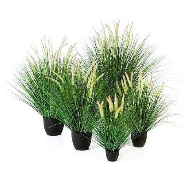 Pennisetum Setaceum, African Fountain Grass, Tender Fountain Grass - www.Greenie.ae Buy online Best and Healthy Plants and quality products guarantee in Dubai Plants Shop in Dubai Abu Dhabi all over UAE Plants near me Fresh Plants in Dubai where to buy plants in UAE - Greenie.ae