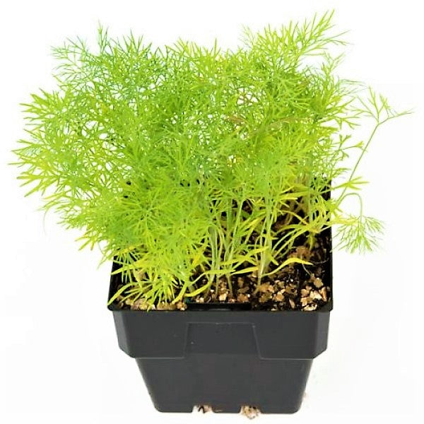 Dill Plant, Anethum Graveolens - www.Greenie.ae Buy online Best and Healthy Plants and quality products guarantee in Dubai Plants Shop in Dubai Abu Dhabi all over UAE Plants near me Fresh Plants in Dubai where to buy plants in UAE - Greenie.ae